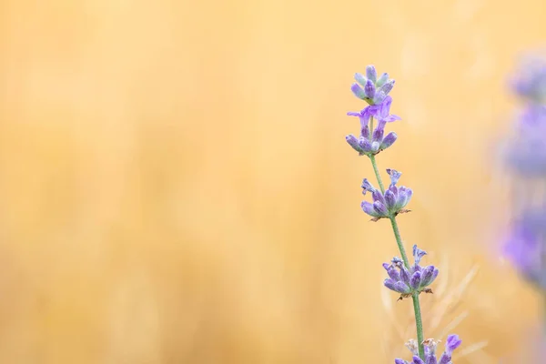 Lavendelblüten Bei Sonnenlicht Einem Weichen Fokus Pastellfarben Und Verschwommenem Hintergrund — Stockfoto