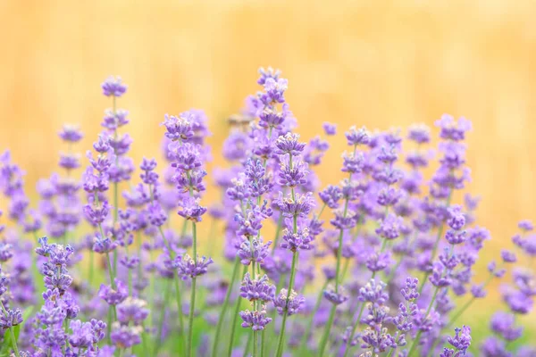 Lavendelblüten Bei Sonnenlicht Einem Weichen Fokus Pastellfarben Und Verschwommenem Hintergrund — Stockfoto