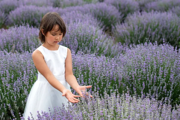 Adorable Little Girl Lavender Field — Stock Photo, Image