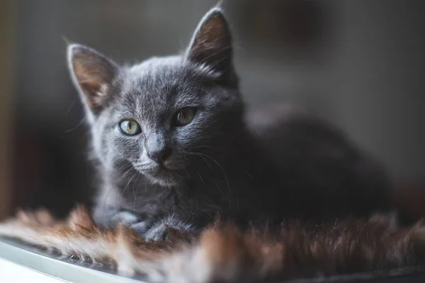 Pencerenin Yanında Dinlenen Genç Sevimli Kedi — Stok fotoğraf