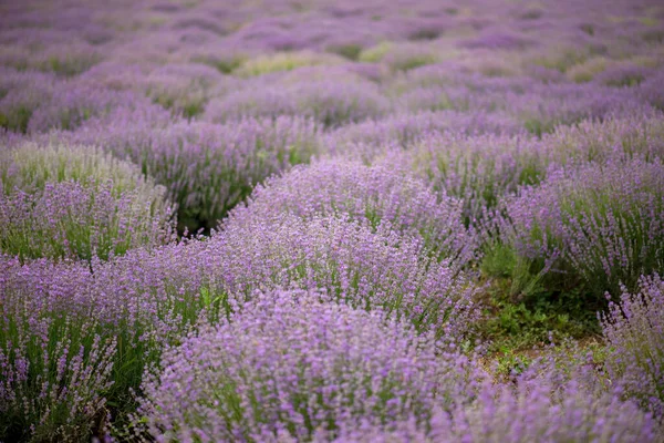 Lavanda Flor Florescendo Campos Perfumados — Fotografia de Stock