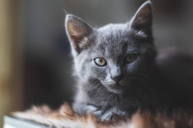 Pencerenin yanında dinlenen genç sevimli kedi..