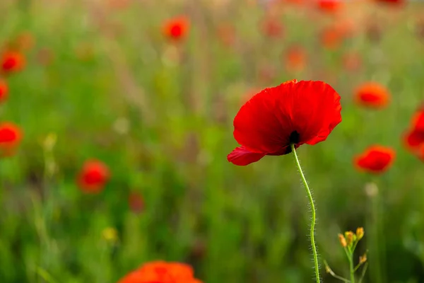 Flor Amapola Papaver Rhoeas Amapola Con Luz —  Fotos de Stock