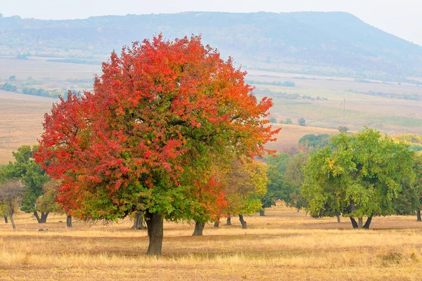 Herbstbaum Auf Trockener Wiese — Stockfoto