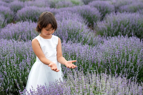 Liebenswertes Kleines Mädchen Einem Lavendelfeld — Stockfoto