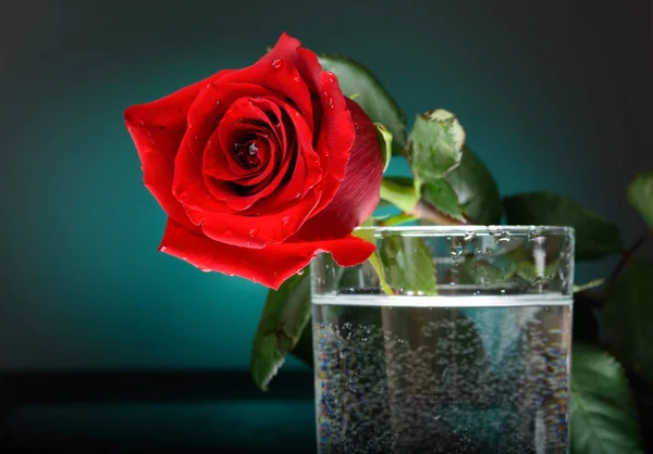 Розовый цветок в стакане воды. Цветы на голубом фоне — стоковое фото