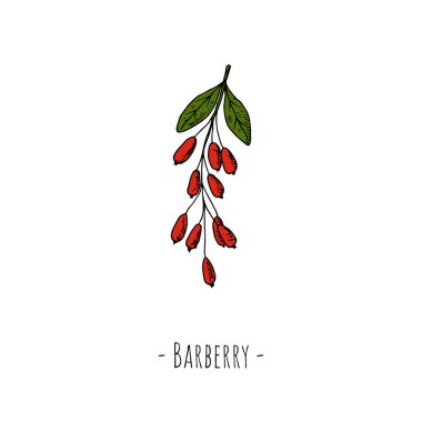 Barberry. Beyaz üzerine izole bir nesne. Vektör karikatür çizimi. Elle çizilmiş biçim.