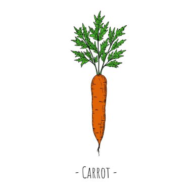 Bütün havuç. Vektör karikatür çizimi. Beyaz arka planda izole bir nesne. Elle çizilmiş biçim.