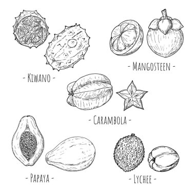 Tropik meyve seti. Vektör karikatür çizimleri. Beyaz üzerine izole nesneler. Elle çizilmiş biçim.