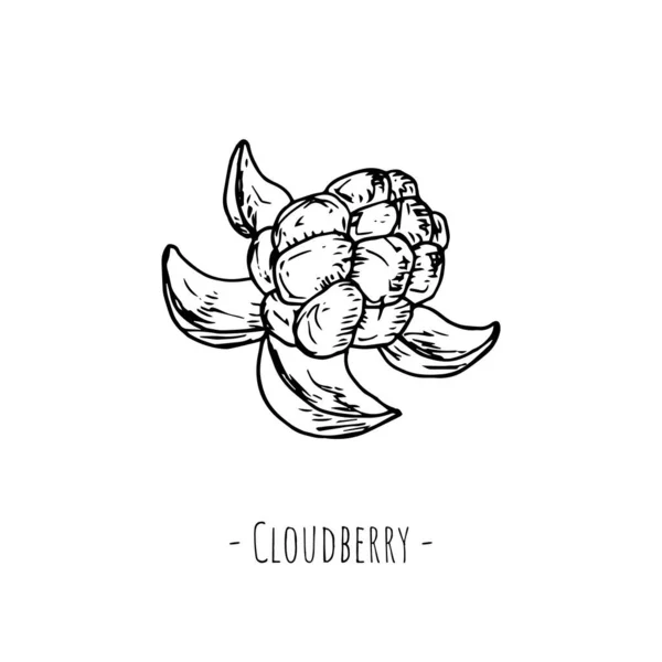 Cloudberry Objeto Aislado Blanco Ilustración Dibujos Animados Vectoriales Estilo Dibujado — Archivo Imágenes Vectoriales