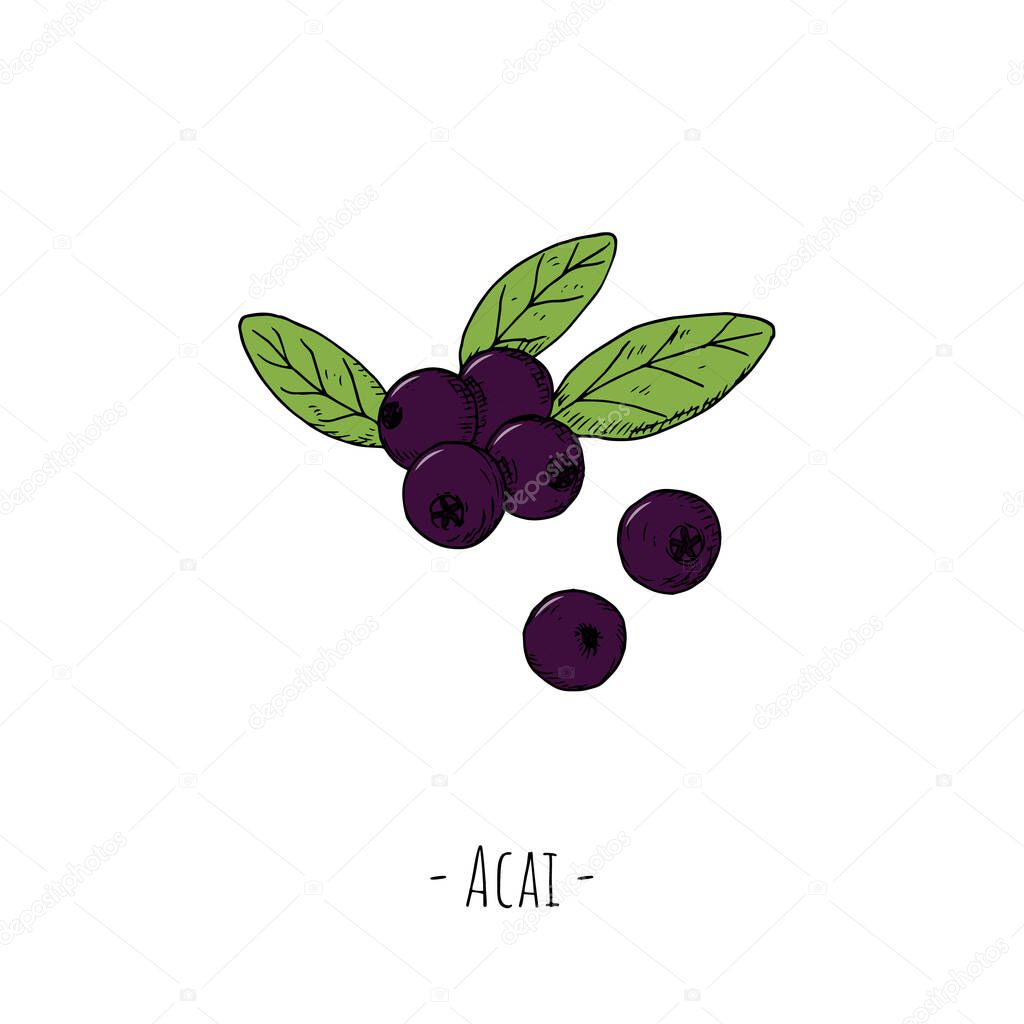 Acai berries. Isolated objects on white. Vector cartoon illustration. Hand-drawn style.