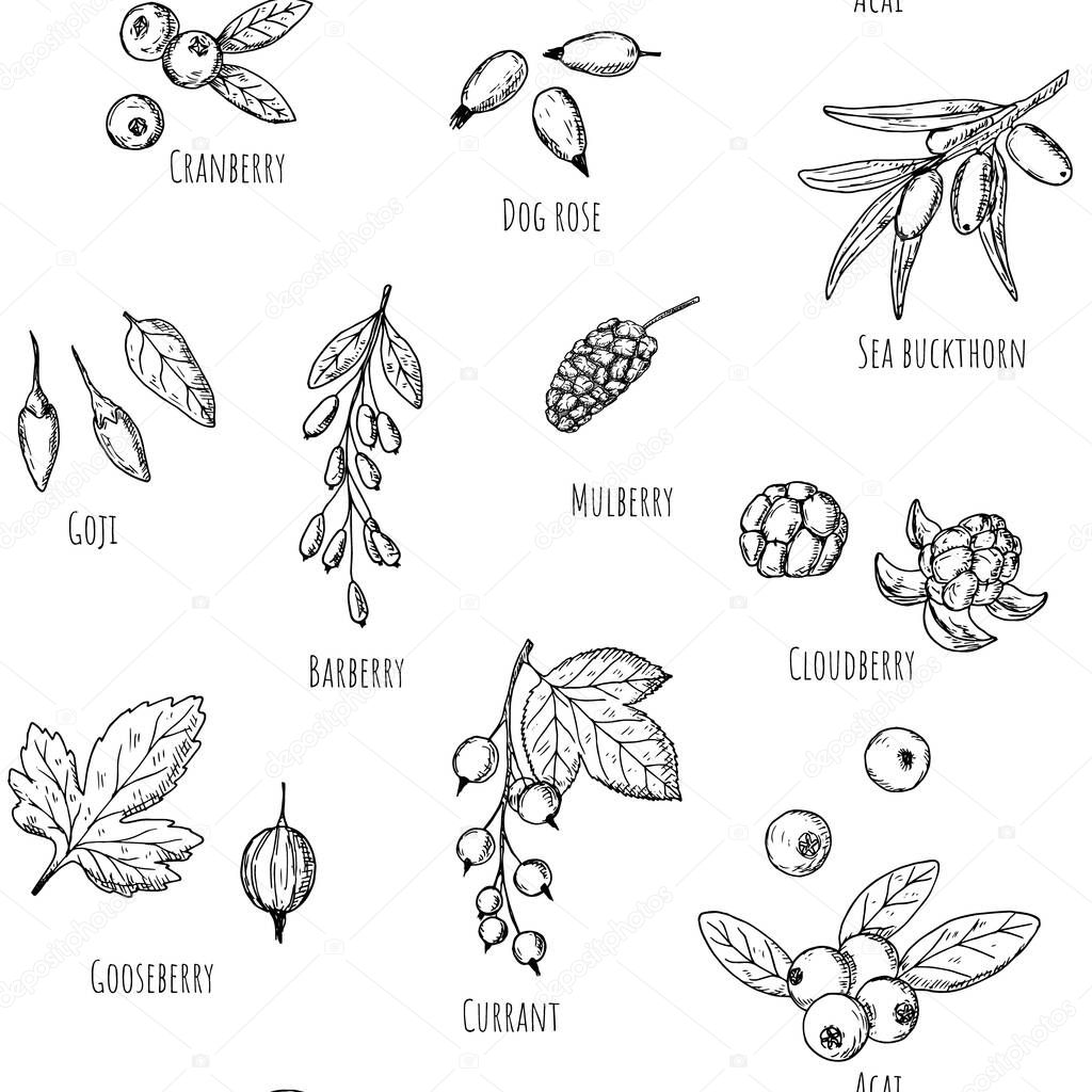 Seamless pattern of berries. Vector cartoon background. Hand-drawn.