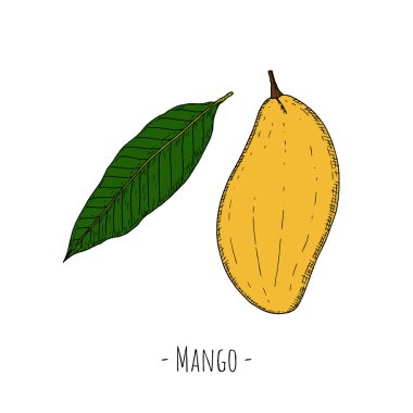 Bütün mango ve mango yaprağı. Vektör karikatür çizimleri. Beyaz arkaplandaki izole nesneler. Elle çizilmiş biçim.