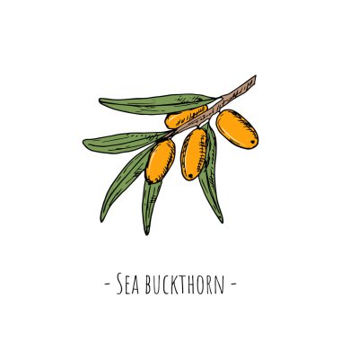 Dikenli deniz. Vektör karikatür çizimi. Beyaz üzerine izole bir nesne. Elle çizilmiş biçim.