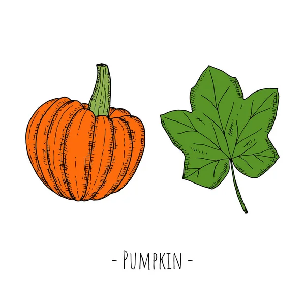 Calabaza Entera Hoja Calabaza Ilustraciones Dibujos Animados Vectoriales Objetos Aislados — Vector de stock