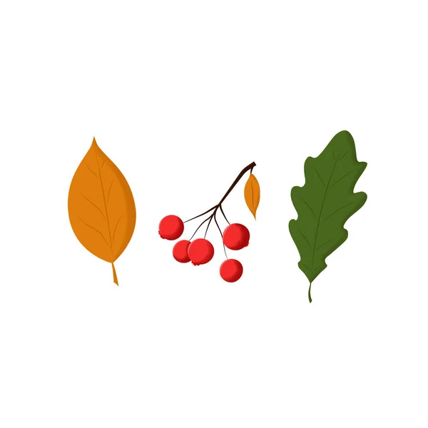 Blätter Und Beeren Herbstliche Illustrationen Vereinzelte Objekte Auf Weiß Vektor — Stockvektor