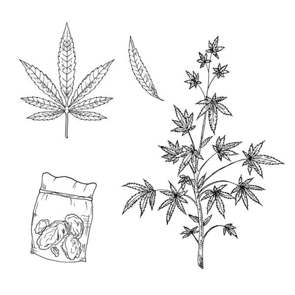 Cannabis Pianta Foglie Boccioli Marijuana Illustrazioni Vettoriali Oggetti Isolati Bianco — Vettoriale Stock