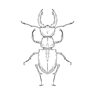 Geyik böceği. Vektör çizimi. Beyaz üzerine izole bir nesne. Elle çizilmiş biçim.