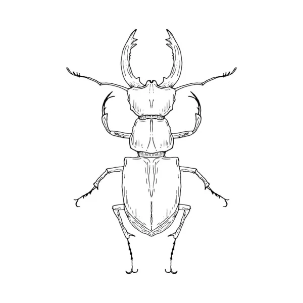 Escaravelho. Ilustração vetorial. Objeto isolado sobre branco. Estilo desenhado à mão. —  Vetores de Stock
