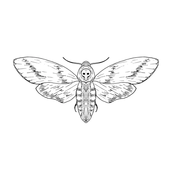 Muertes cabeza de halcón polilla. Ilustración vectorial. Aislado. Estilo dibujado a mano. — Vector de stock