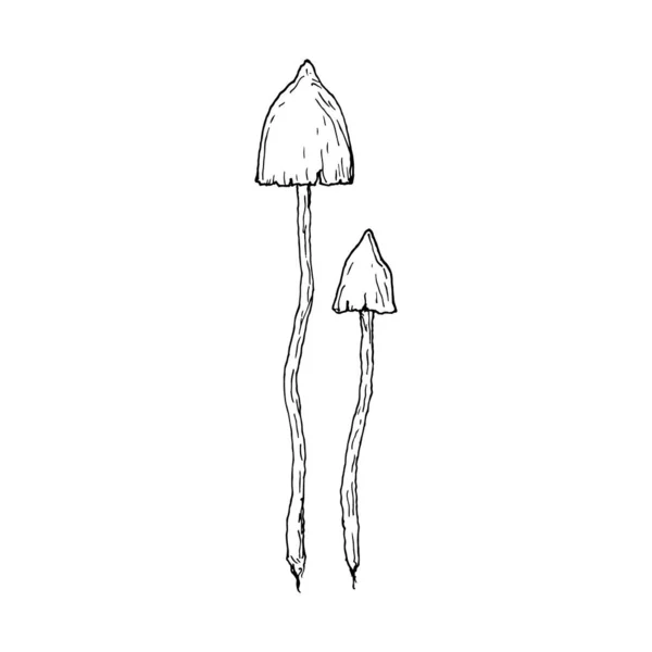 Mushrooms. Isolated toadstools. Vector cartoon illustration. Hand-drawn style. — Stock Vector