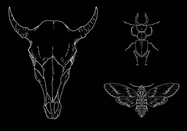 Elementos ocultos. Crânio de vaca, escaravelho de veado e mariposa de falcão da morte. Vetor. — Vetor de Stock