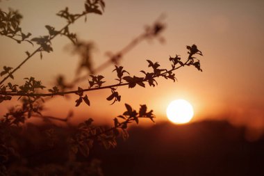Gün batımı tarlası. Ağaçların dalları. Parılda.