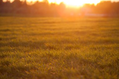 Gün batımı tarlası. Ağaçların dalları. Yeşil çimenler. Parılda.