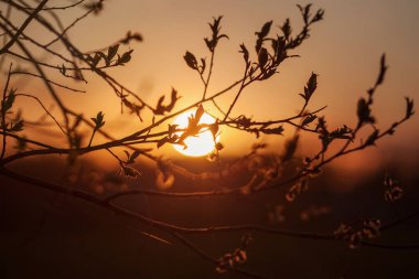 Gün batımı tarlası. Ağaçların dalları. Parılda.