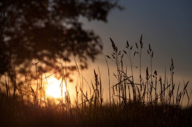 Gün batımında çim tarlası. Parılda.