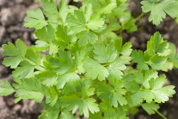 Green parsley in the garden of the village garden.