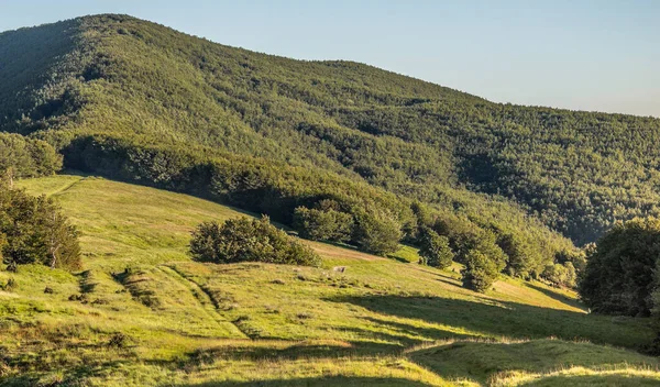 Zdjecie Przedstawia Grice Terenie Parku Narodowego Campigna Dwoch Wloskich Region — Foto de Stock