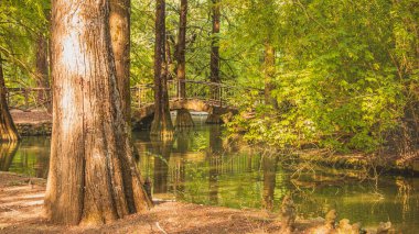 Manzara, İtalya 'da bir şehir parkında Cyprynik Mud (Taksonyum distichum) gibi nadir bulunan bir ağaç türünü bulabileceğimiz bir su birikintisini gösteriyor.)