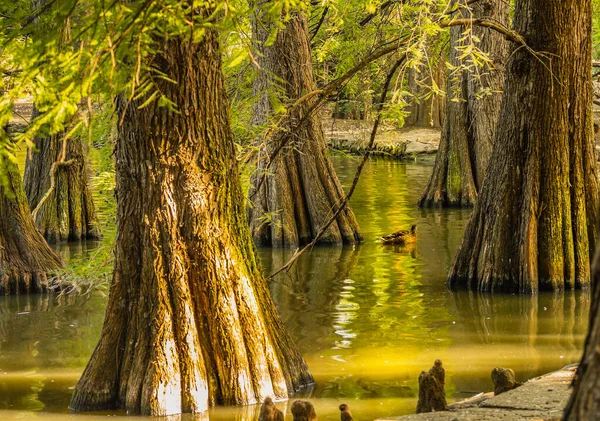 Taxodium Distichum Produce Forma Natural Sureste Estados Unidos Especialmente Las —  Fotos de Stock