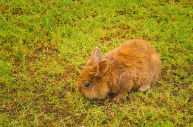 Fotoğraf minyatür tavşanı gösteriyor. İlk minyatür tavşan türü, beyaz kürklü, İngiltere 'de yetişen ermin tavşandı..