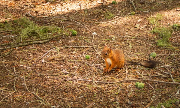 Fotografii Můžeme Vidět Veverku Obecnou Sciurus Vulgaris Kde Velmi Příjemně — Stock fotografie