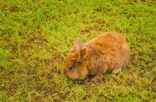 Foto Mostra Coniglio Miniatura Prima Razza Coniglio Miniatura Coniglio Ermellino — Foto Stock