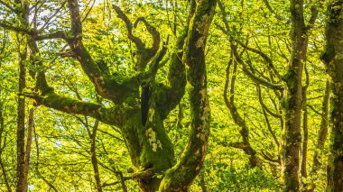 Doğa insanı hayrete düşürebilir, tıpkı bu ağacın sırtında titremeye neden olması gibi.
