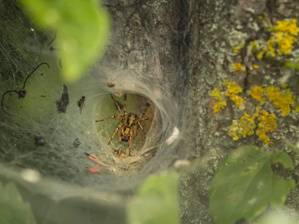 Entonnoir Labyrinthe Agelena Labyrinthica Une Espèce Araignée Famille Des Agelenidae — Photo