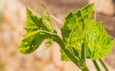 Bu sıradan bir kök değil, doğanın yarattığı bir görüntü..