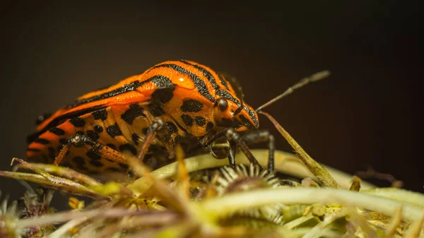 Graphosoma Lineatum Easily Recognizable Due Its Black Red Body Color — Stock Photo, Image