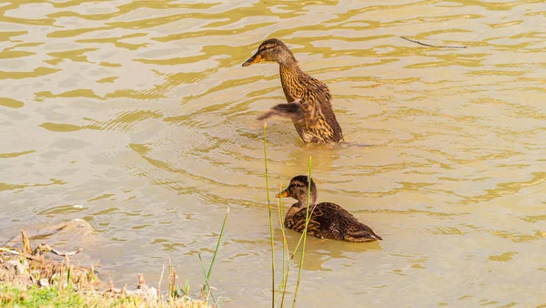 Een Jong Eendje Gevangen Een Zonnig Ochtendbad — Stockfoto