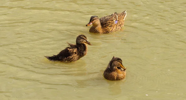 Foto Toont Jonge Eendjes Onder Hoede Van Hun Ouders Geniet — Stockfoto