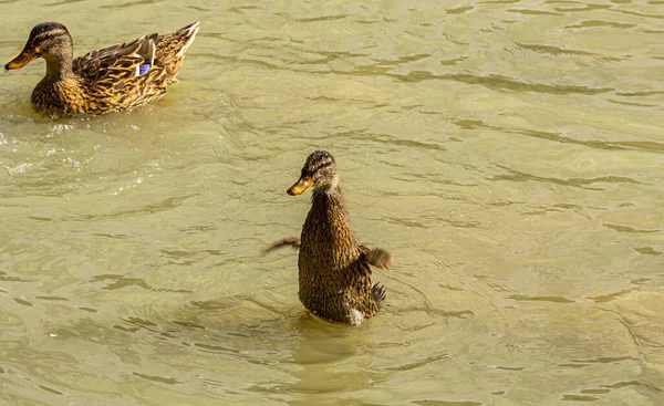 Foto Zien Een Jong Eendje Spetteren Het Water Onder Hoede — Stockfoto