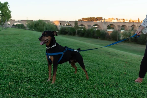Alman pinscher köpeği yazın bir yarığa yakın bir parkta duruyordu.