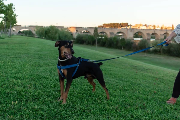 Alman pinscher köpeği yazın bir yarığa yakın bir parkta duruyordu.