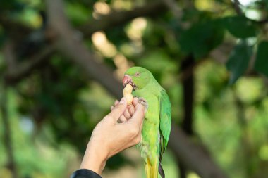 Hand of a little girl holding a green parrot while is eating peanuts that she is giving to the parrot in a park in London clipart