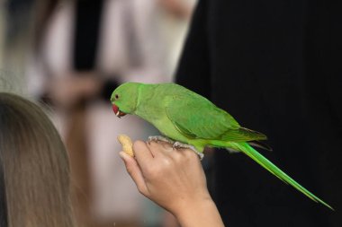 Hand of a little girl holding a green parrot while is eating peanuts that she is giving to the parrot in a park in London clipart
