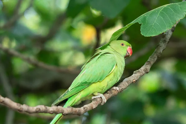 Egy Kislány Keze Aki Zöld Papagájt Tart Miközben Mogyorót Eszik — Stock Fotó