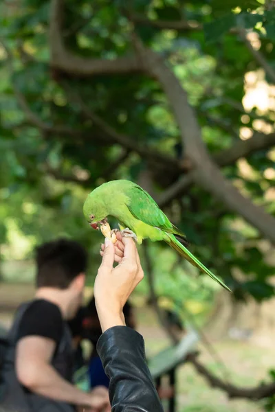 Mão Uma Menina Segurando Papagaio Verde Enquanto Está Comendo Amendoins — Fotografia de Stock